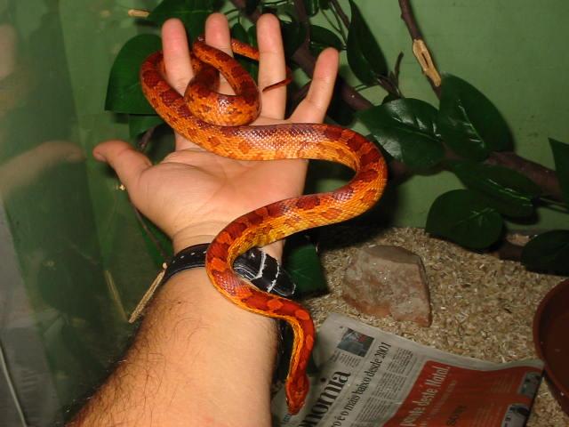 Here he is 90cm !