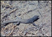 Western Whiptail