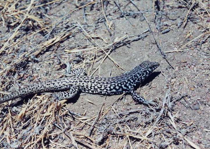 Western Whiptail