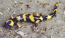 ensatina