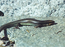 skink
