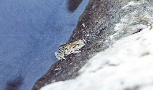treefrog
