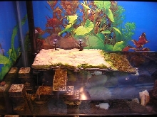 Turtle Dock