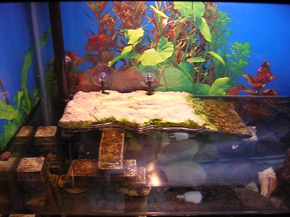 Turtle Dock