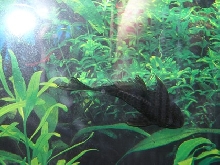 Stanley the Pleco