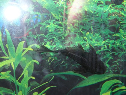 Stanley the Pleco