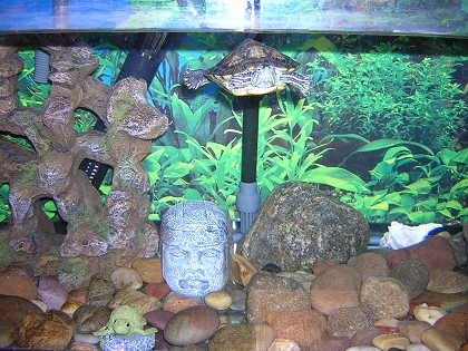 Swimmy Afloat