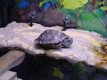 Swimmy Basking