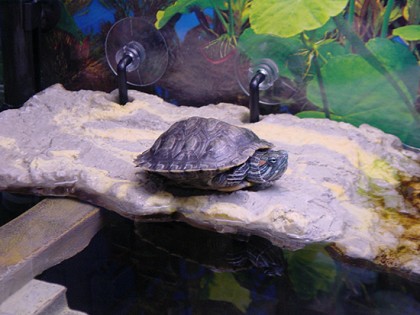 Swimmy Basking