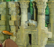 Swimmy at ruins