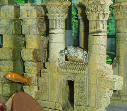 Swimmy at ruins
