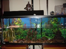 Swimmy's Tank