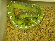 gatork emerald
