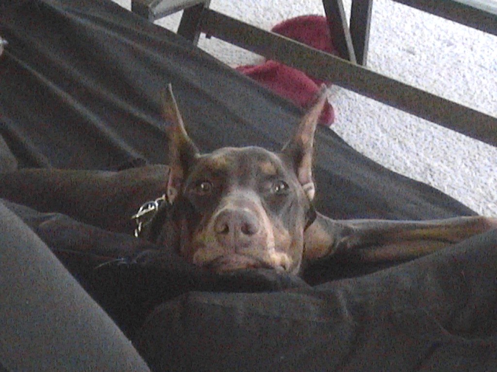 Working Class Dog