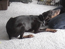 Fearless Protector...