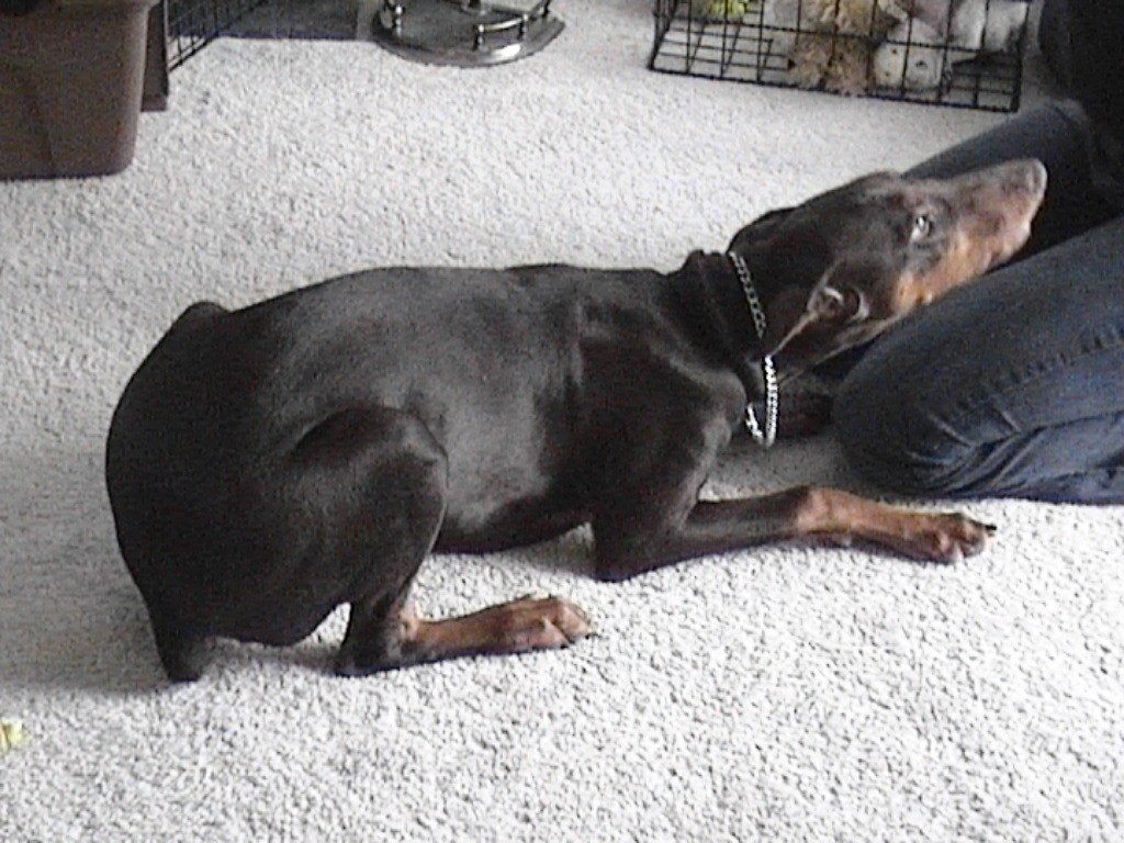Fearless Protector...