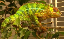 Joseph in his calm colors