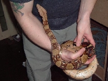 Bci