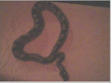ball python