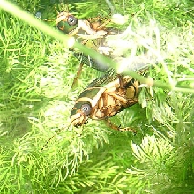 Dytiscus marginalis