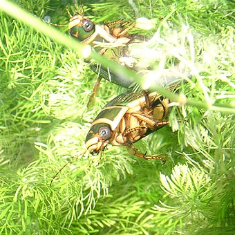Dytiscus marginalis