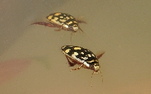 Sunburst diving beetles