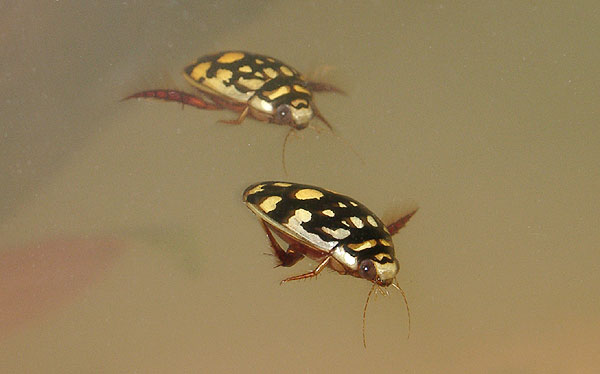 Sunburst diving beetles