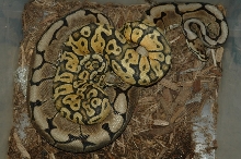 Spider poss het ghost X Pastel Ghost