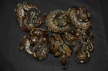 Cinnamon Het Albino