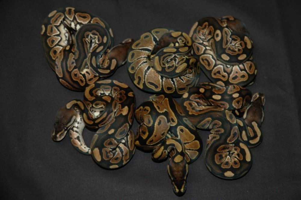 Cinnamon Het Albino