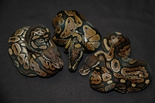 Cinny Het Albino