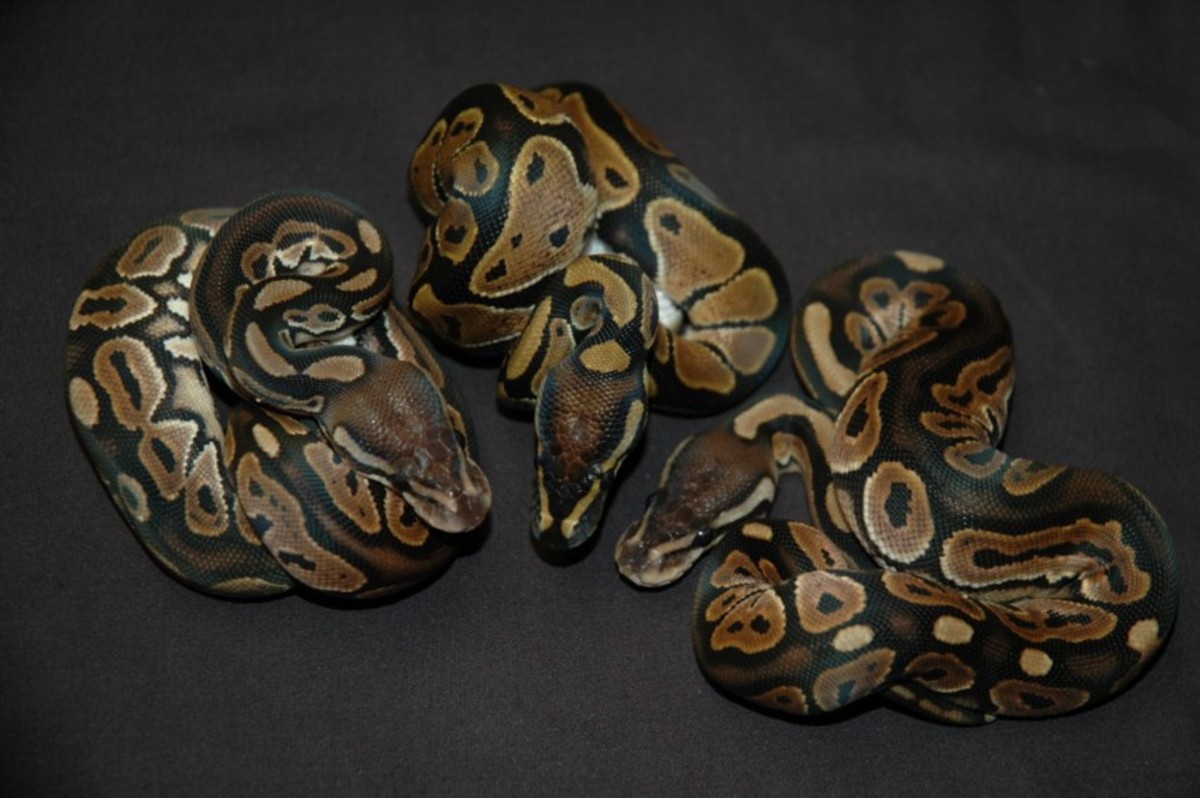 Cinny Het Albino