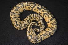 pastel ghost