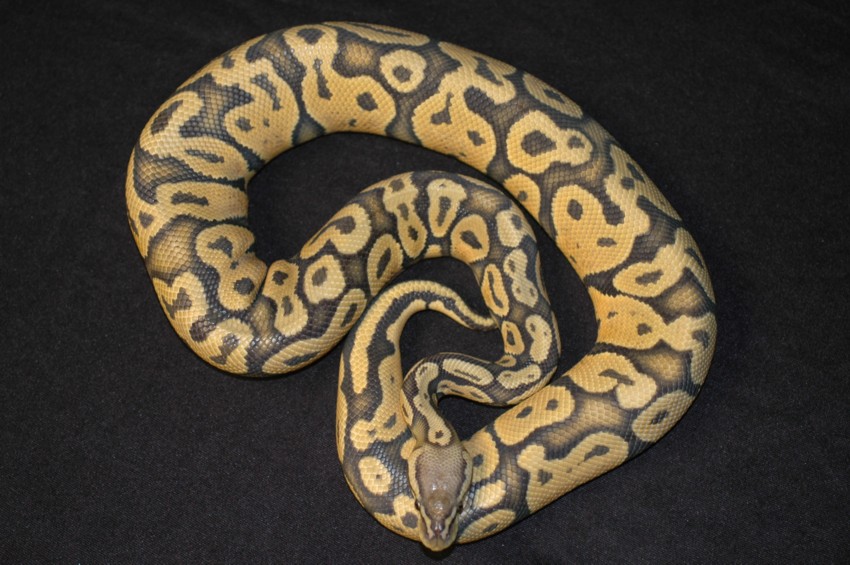 pastel ghost