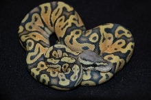 Pastel Ghost