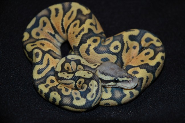 Pastel Ghost