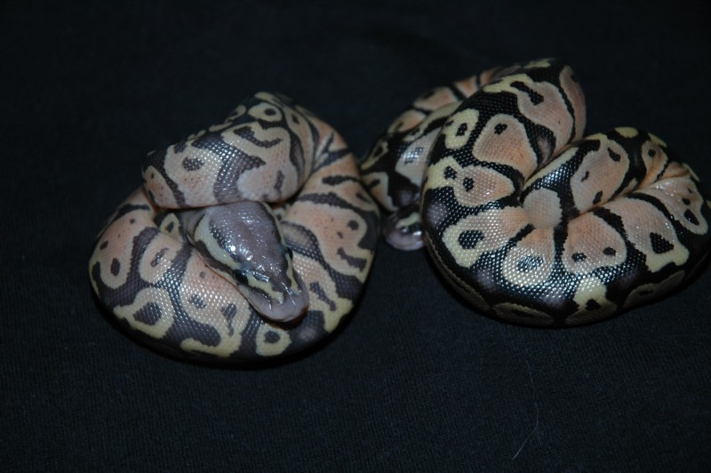 Pastel Ghost and Pastel Het