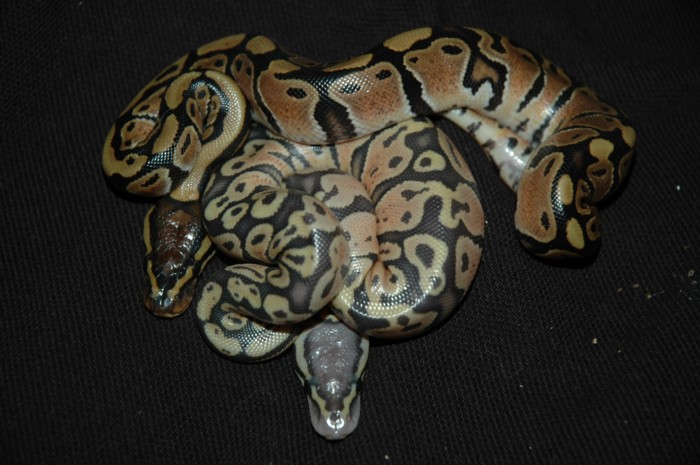 Male Pastel Ghost and Female Het