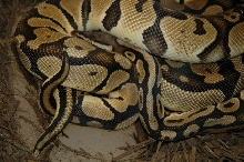 Pastel het ghost breeding a pastel possible het ghost