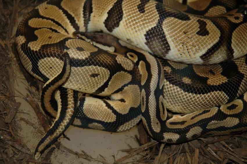 Pastel het ghost breeding a pastel possible het ghost