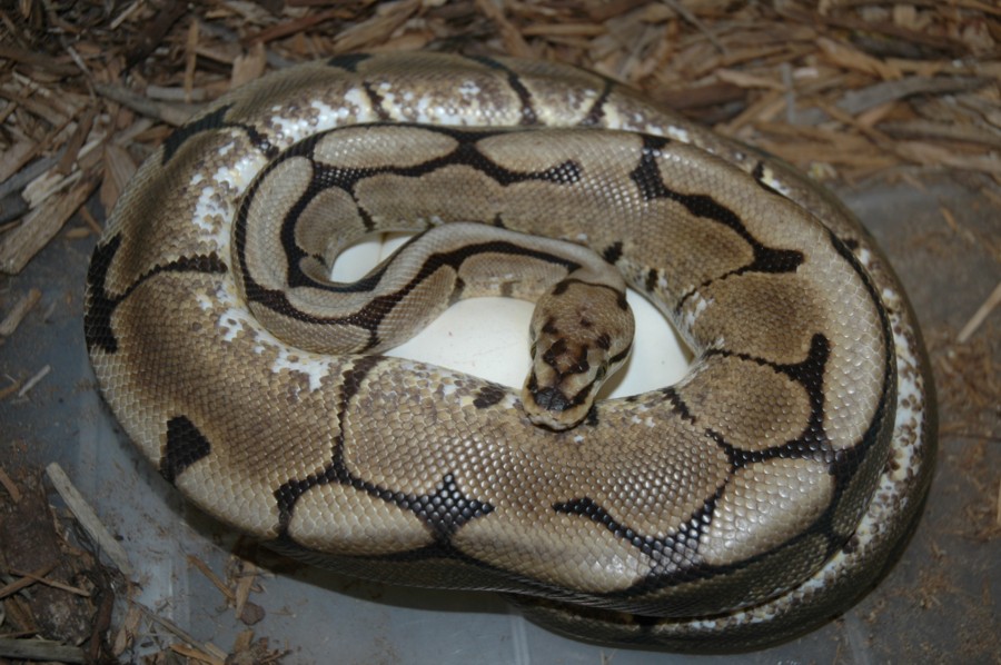 Spider poss het ghost X Pastel Ghost