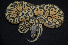 pastel ghost