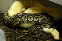 Cinnamon X Albino