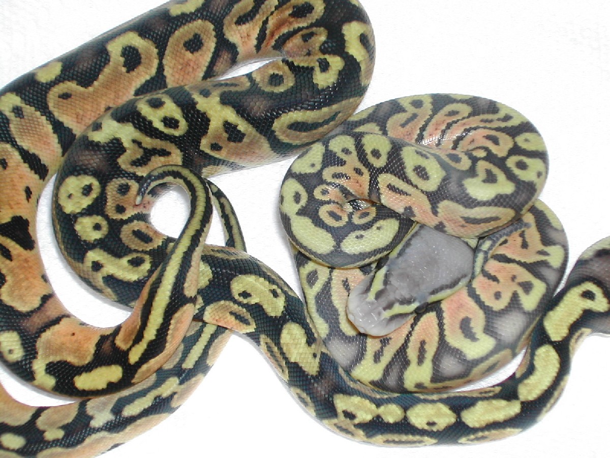pastel ghost