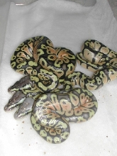 Pastel Ghost