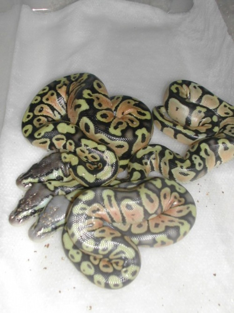 Pastel Ghost