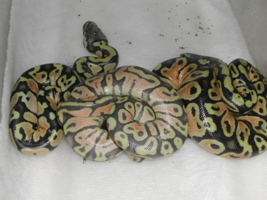 Pastel Ghost
