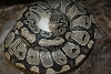 2nd clutch of the year