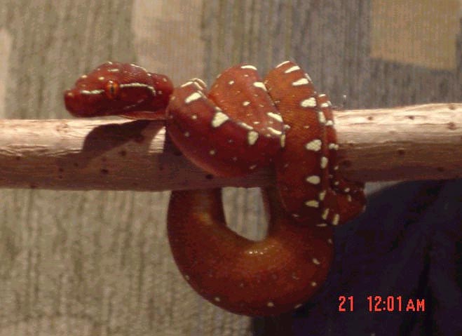 yuffiebranch