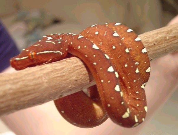 yuffiebranchcoil